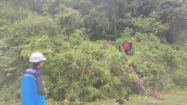 Petugas PLN ULP Calang sedang memperbaiki tiang listrik di Desa Kuala Unga, Kecamatan Indra Jaya yang tumbang akibat cuaca ektrim pada Jumat, (30/06/2023) (Foto untuk Aceh Jaya Post)