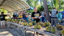 Panitia sedang memantau buah durian yang dikonterskan (Foto Aceh Jaya Post)