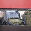 Barang bukti tiga kilogram ganja yang diamankan personel Satresnarkoba Polres Aceh Barat, Sabtu (25/11/2023) kemarin. 