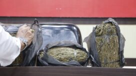 Barang bukti tiga kilogram ganja yang diamankan personel Satresnarkoba Polres Aceh Barat, Sabtu (25/11/2023) kemarin. 