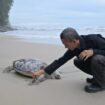 Relawan dari Lembaga Konservasi Penyu Aroen Meubanja mengamati bangkai penyu mati di Pantai Pasie Luah, Jumat (23/8/2024). (Zahlul Akbar)