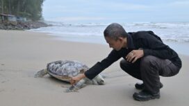 Relawan dari Lembaga Konservasi Penyu Aroen Meubanja mengamati bangkai penyu mati di Pantai Pasie Luah, Jumat (23/8/2024). (Zahlul Akbar)
