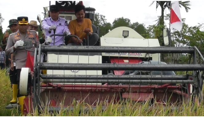 
 Bupati Aceh Jaya Panen Raya Padi di Kecamatan Indra Jaya