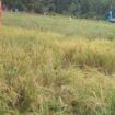 Kondisi sawah warga Desa Gampong Baroh, Kecamatan Setia Bakti, Kabupaten Aceh Jaya usai Seekor gajah liar mengobrak abrik pada Jum’at (10/10/2025) (Foto/Ist)