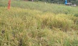 Kondisi sawah warga Desa Gampong Baroh, Kecamatan Setia Bakti, Kabupaten Aceh Jaya usai Seekor gajah liar mengobrak abrik pada Jum’at (10/10/2025) (Foto/Ist)