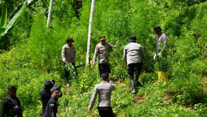 
 Polisi Musnahkan Dua Hektar Ladang Ganja di Sawang, Dua Pelaku Diamankan
