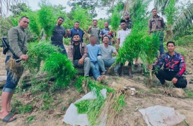
 Polisi Temukan 83 Batang Ganja di Kebun Sawit, Satu Pelaku Diamankan