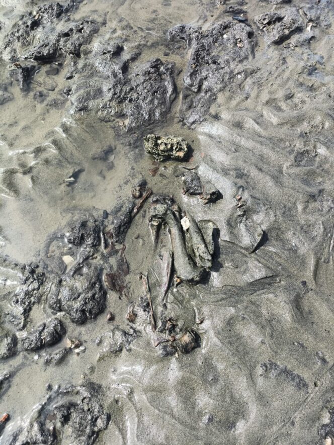 
 Viral di Medsos, Temuan Tulang Belulang Diduga Manusia di Pantai Peukan Bada