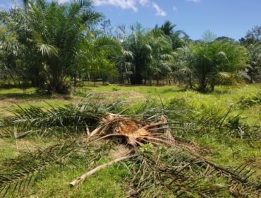 Kebun kelapa sawit milik warga Desa Masen dan Teupin Asan Kecamatan Darul Hikmah, Aceh Jaya dirusak gajah liar, Rabu (26/8/2026) (Foto/Ist)