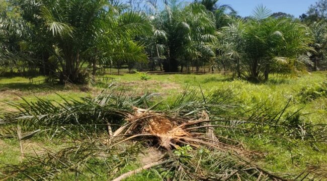 Kebun kelapa sawit milik warga Desa Masen dan Teupin Asan Kecamatan Darul Hikmah, Aceh Jaya dirusak gajah liar, Rabu (26/8/2026) (Foto/Ist)