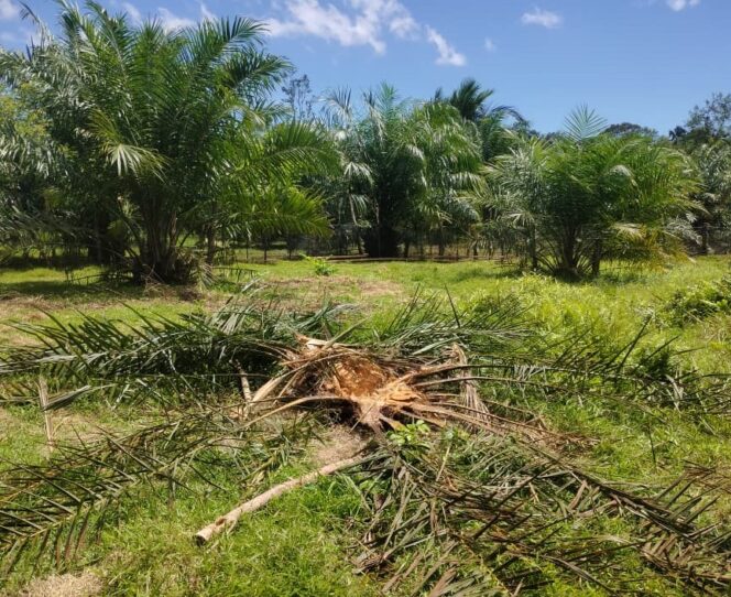 
 Kebun kelapa sawit milik warga Desa Masen dan Teupin Asan Kecamatan Darul Hikmah, Aceh Jaya dirusak gajah liar, Rabu (26/8/2026) (Foto/Ist)