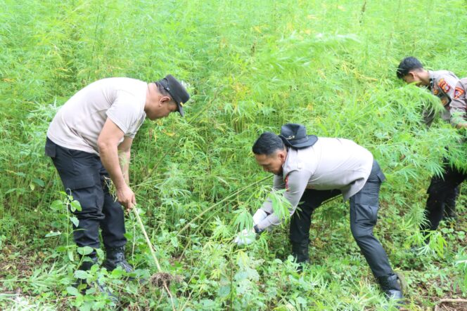 
 Polisi Musnahkan 3.500 Batang Ganja di Aceh Besar