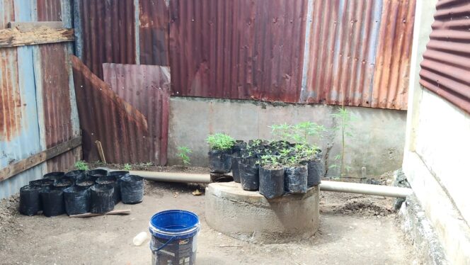 
 Tanam Ganja di Pekarangan Rumah Warga, Pria di Banda Aceh Diamankan Polisi